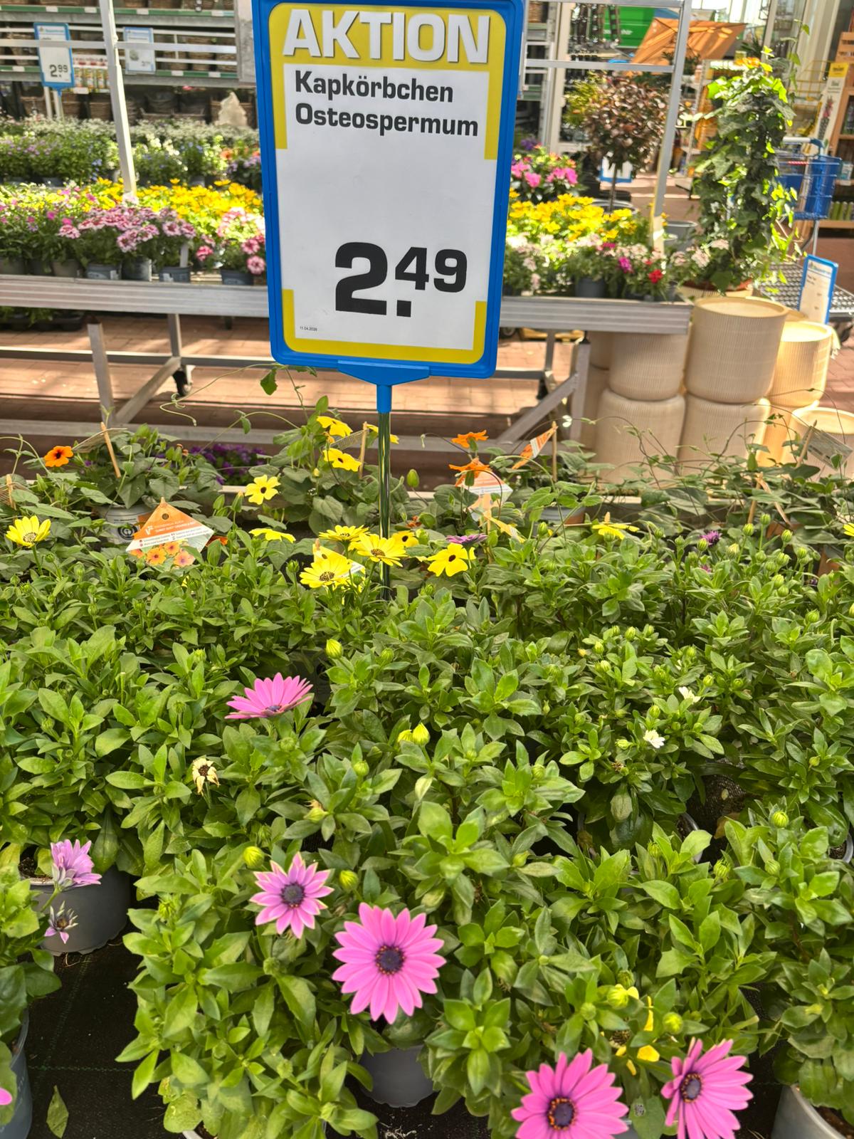 Kapkörbchen Osteospermum