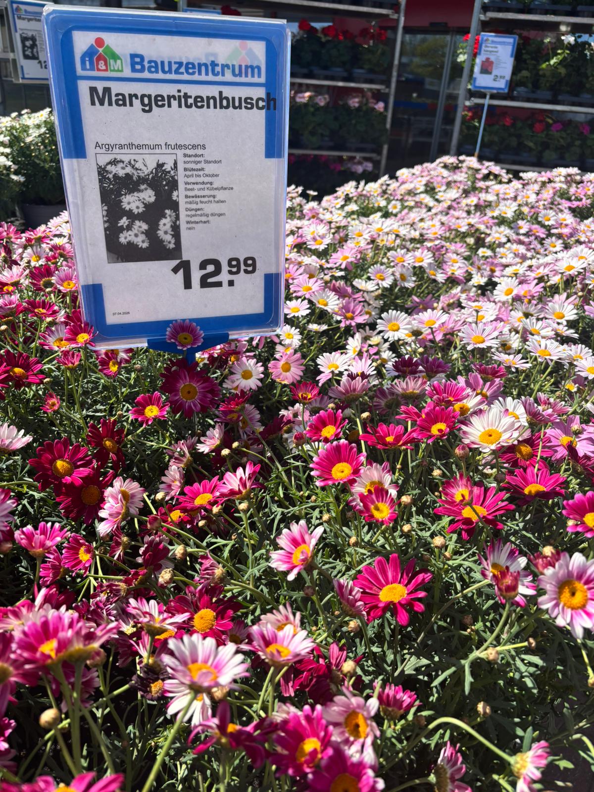 Margeritenbusch
