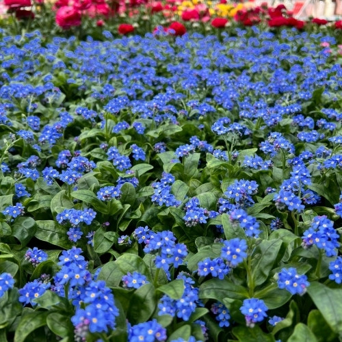großes gartencenter nahe hamburg in garten und freizeit bei lüchau in wedel und uetersen